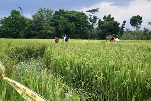 rebahan-padi-cropcircle